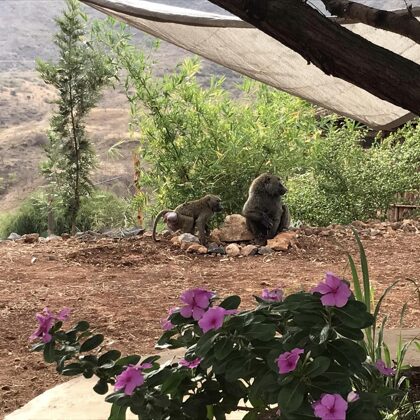 Baboons have come to the bird watering hole to quench their thirst.