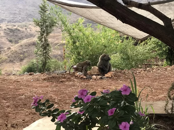 Baboons have come to the bird watering hole to quench their thirst.