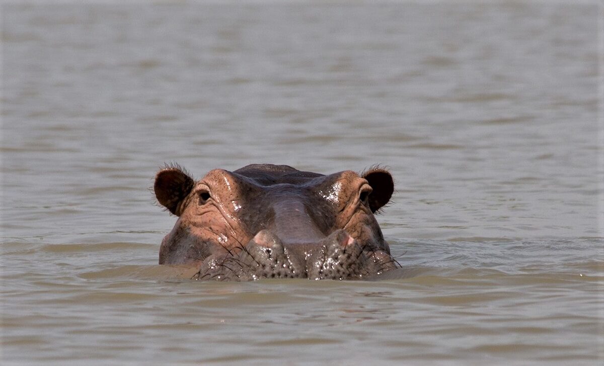Hippo Cahamo lake
